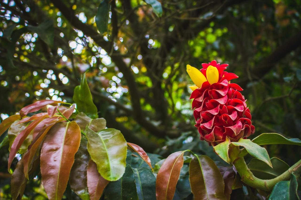 Pousada Além do Jardim Praia do Rosa Exterior foto